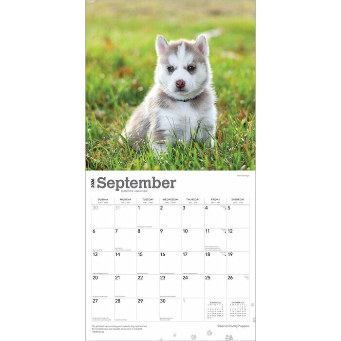 Calendrier 2025 Chien Siberian Husky  Chiots