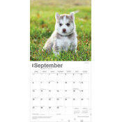 Calendrier 2025 Chien Siberian Husky  Chiots