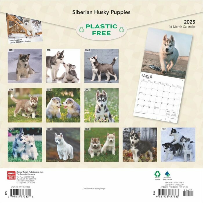 Calendrier 2025 Siberian Husky  Chiots