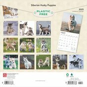 Calendrier 2025 Siberian Husky  Chiots