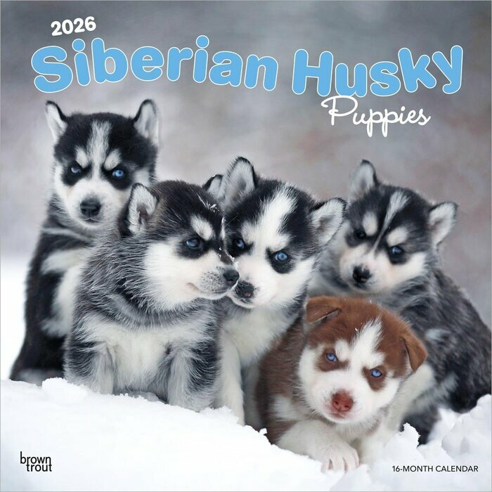 Calendrier Mural 2025 Chien Race Siberian Husky  Chiots
