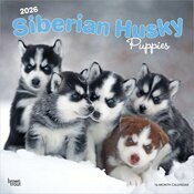 Calendrier Mural 2025 Chien Race Siberian Husky  Chiots