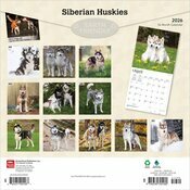 Calendrier 2025 Siberian Husky