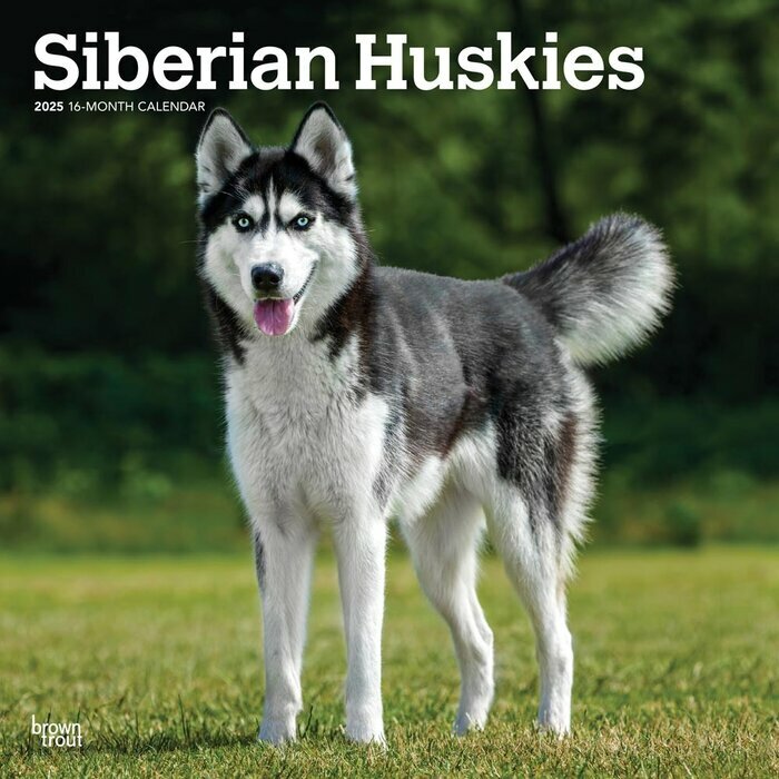 Calendrier Mural 2025 Chien Race Siberian Husky
