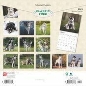 Calendrier 2025 Siberian Husky