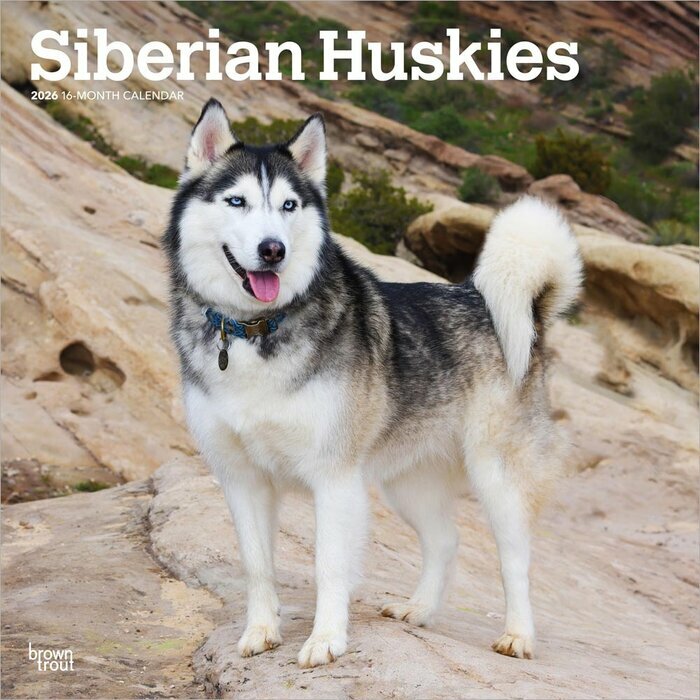 Calendrier Mural 2025 Chien Race Siberian Husky