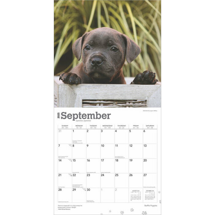 Calendrier 2025 Staffordshire Bull terrier Chiots