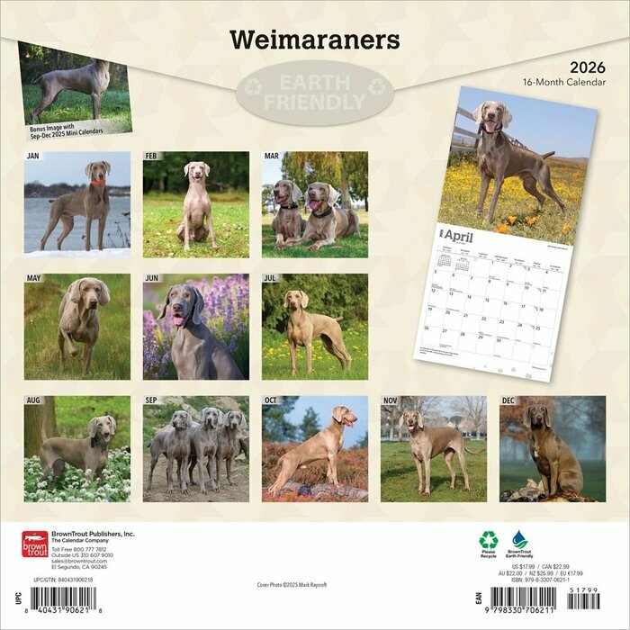 Calendrier 2025 Braque de Weimar
