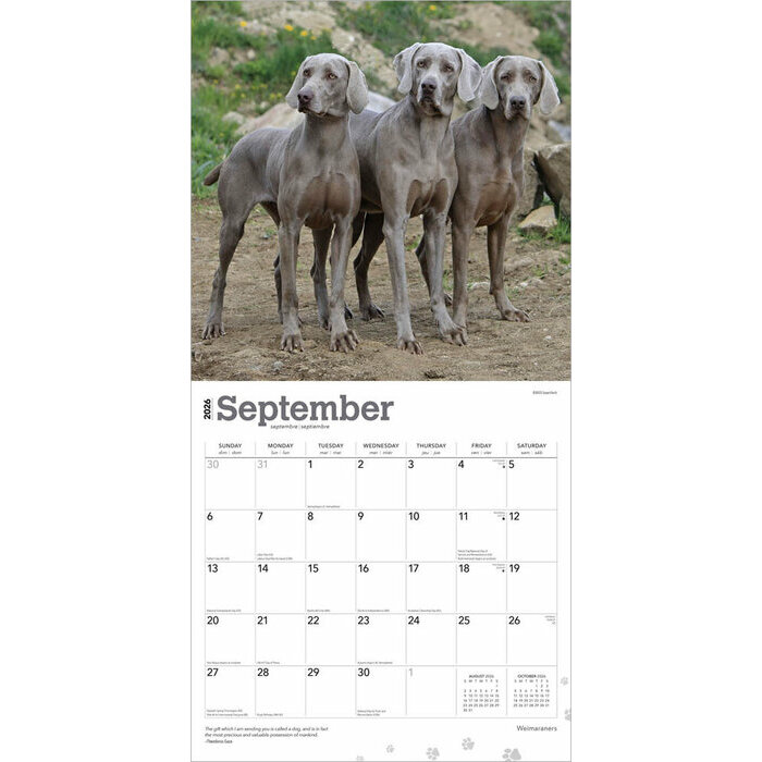 Calendrier 2025 Chien Race Braque de Weimar