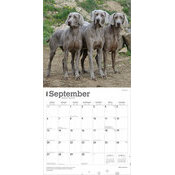 Calendrier 2025 Chien Race Braque de Weimar