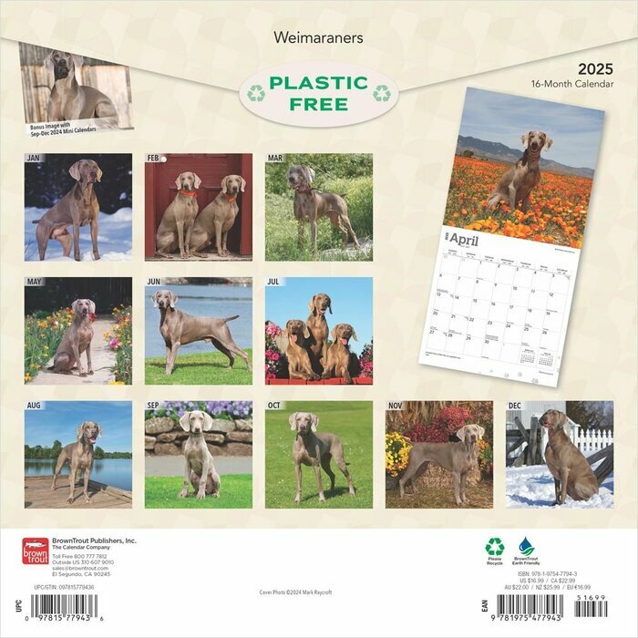 Calendrier 2025 Braque de Weimar