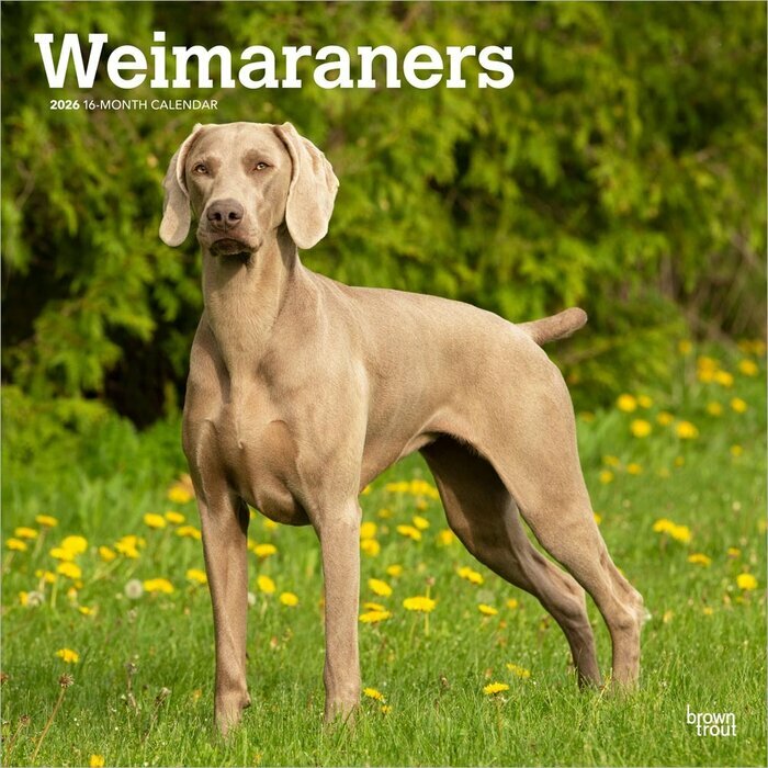 Calendrier Mural 2025 Chien Race Braque de Weimar