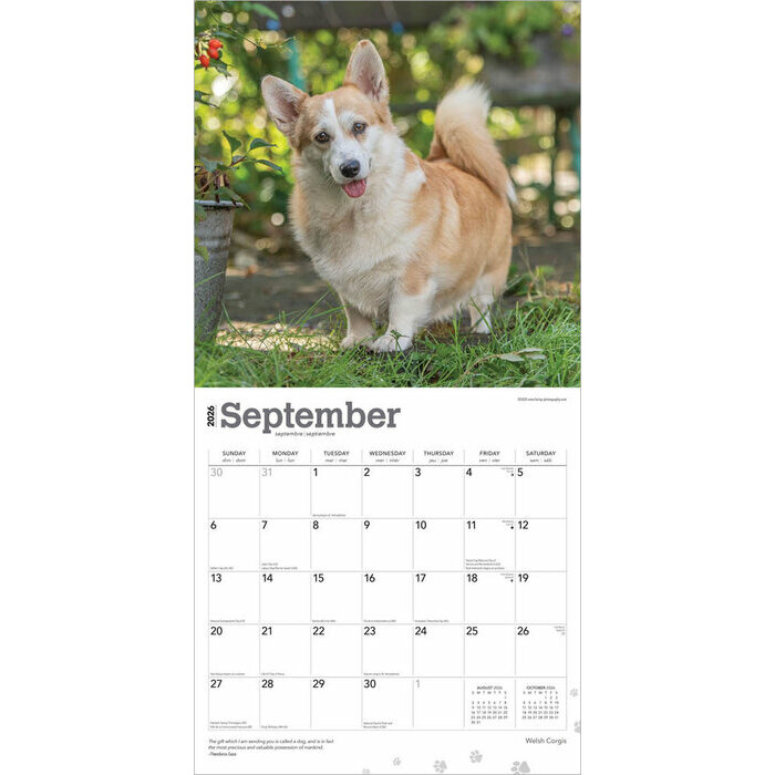 Calendrier 2025 Chien Race Welsh Corgis