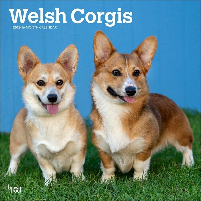 Calendrier Mural 2025 Chien Race Welsh Corgis
