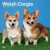 Calendrier Mural 2025 Chien Race Welsh Corgis
