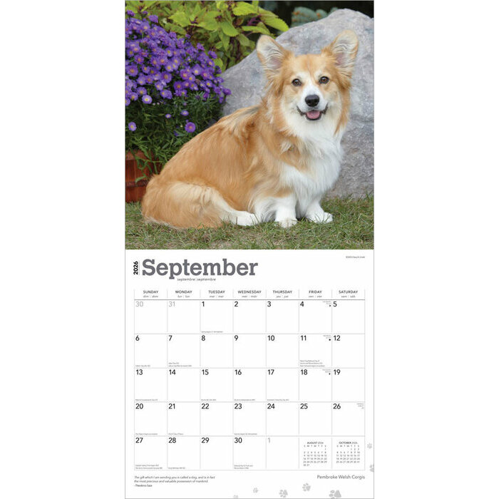 Calendrier Papier 2026 Chien Race Welsh Corgis Pembroke