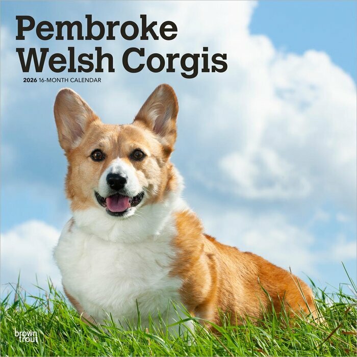 Calendrier Mural 2026 Chien Race Welsh Corgis Pembroke