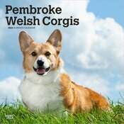 Calendrier Mural 2026 Chien Race Welsh Corgis Pembroke