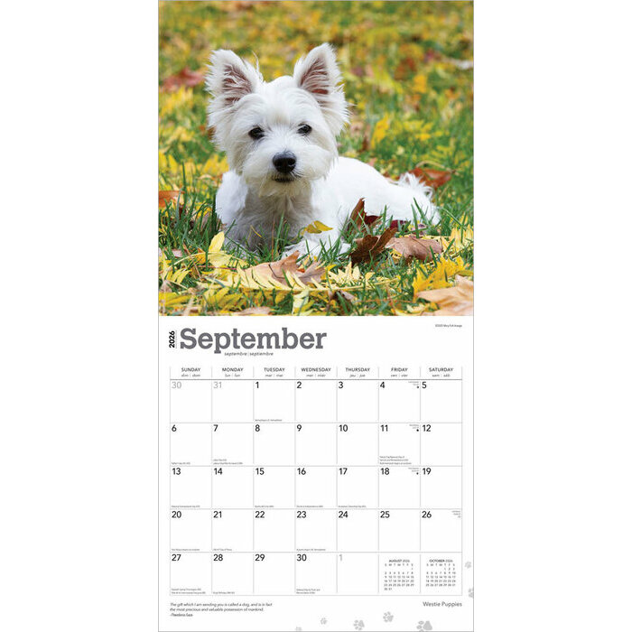 Calendrier Papier 2026 Chien Race West Highland White Terrier Chiots