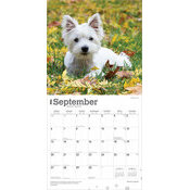 Calendrier Papier 2026 Chien Race West Highland White Terrier Chiots
