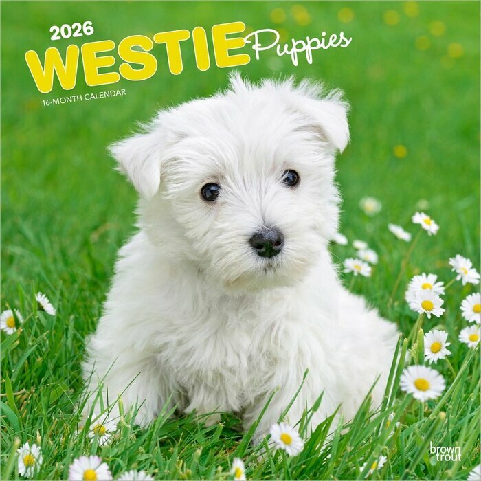 Calendrier Mural 2026 Chien Race West Highland White Terrier Chiots