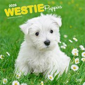 Calendrier Mural 2026 Chien Race West Highland White Terrier Chiots