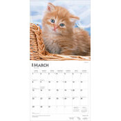 Calendrier papier 2026 Chats Roux