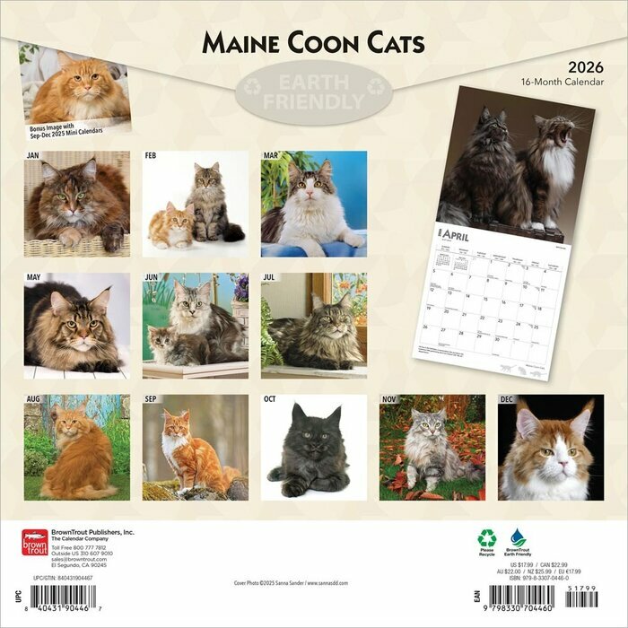 Calendrier papier 2026 Chats Maine Coon