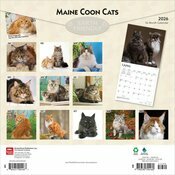 Calendrier papier 2026 Chats Maine Coon
