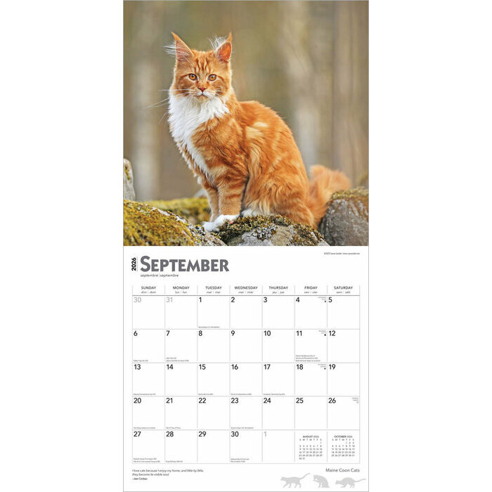 Calendrier 2026 mural Chats Maine Coon