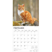 Calendrier 2026 mural Chats Maine Coon