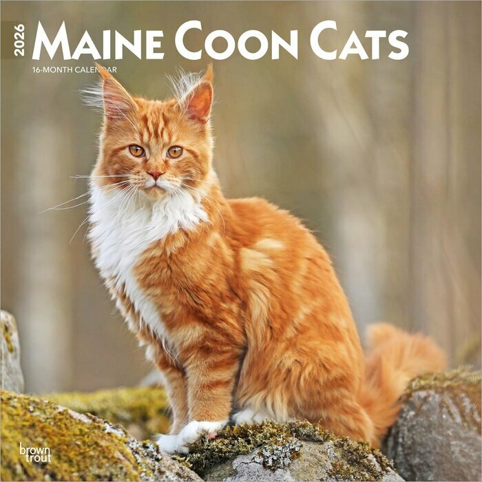 Calendrier 2026 Chats Maine Coon