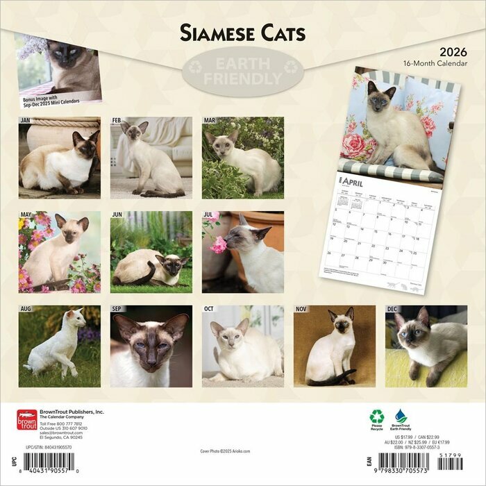 Calendrier papier 2026 Chats de Race Siamois
