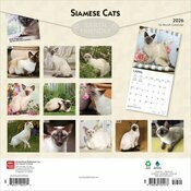 Calendrier papier 2026 Chats de Race Siamois