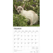 Calendrier 2026 Chats de Race Siamois