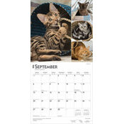 Calendrier papier 2026 Amoureux des Chats