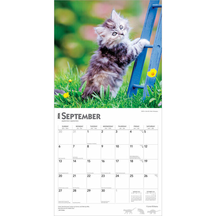 Calendrier 2025 J'aime les Chatons
