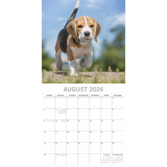 Calendrier 2026 Chien Beagle