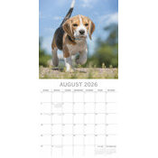 Calendrier 2026 Chien Beagle