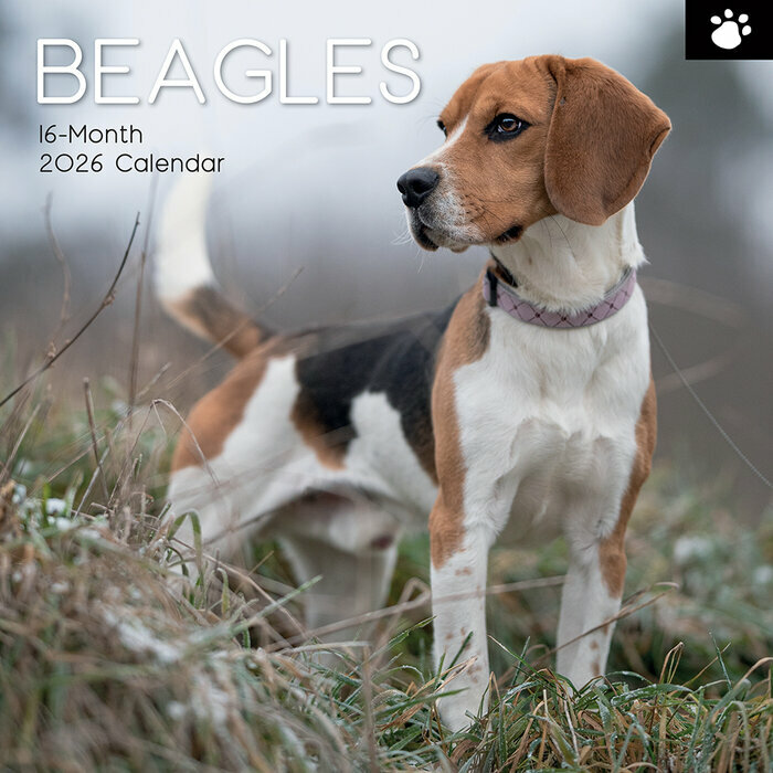 Calendrier Mural 2026 Chien Beagle