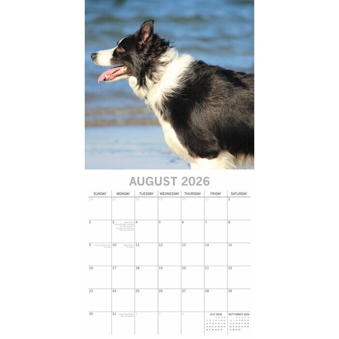 Calendrier papier 2026 Chien Border Collie