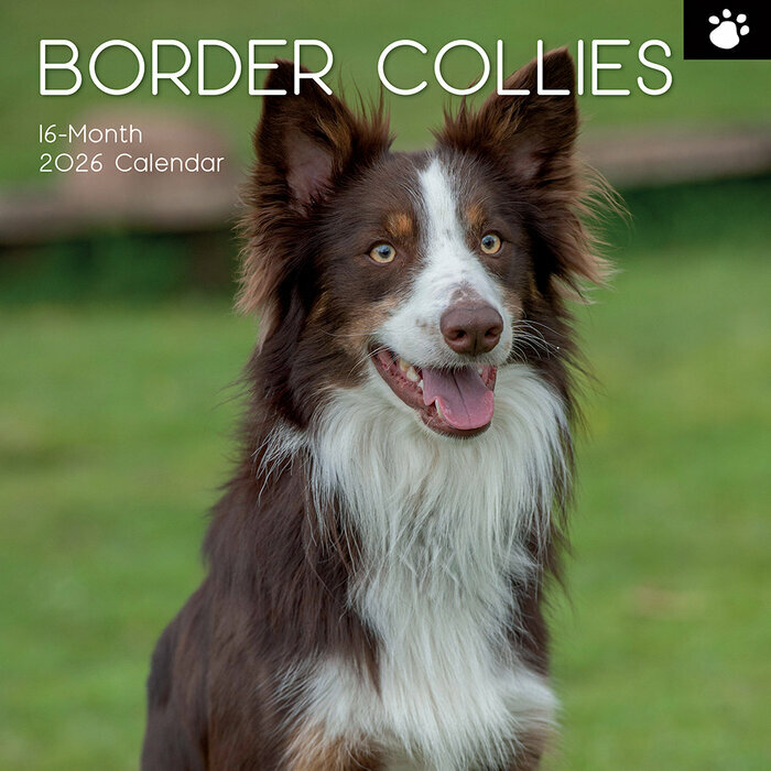Calendrier Mural 2026 Chien Border Collie