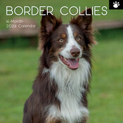 Calendrier Mural 2026 Chien Border Collie