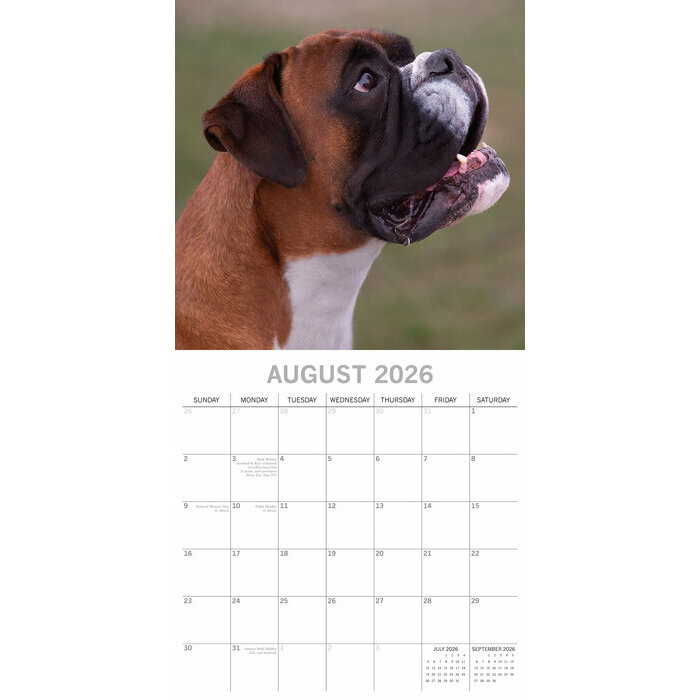 Calendrier papier 2026 Chien Boxer