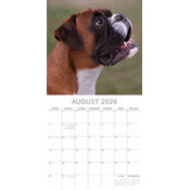 Calendrier papier 2026 Chien Boxer