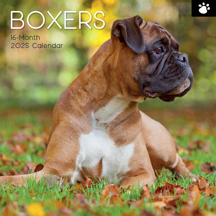 Calendrier Mural 2025 Chien Boxer