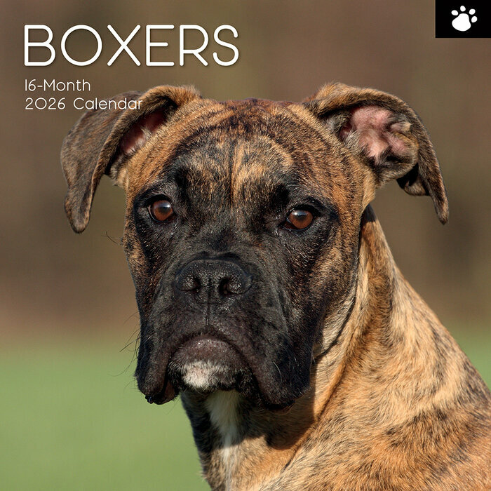 Calendrier Mural 2026 Chien Boxer