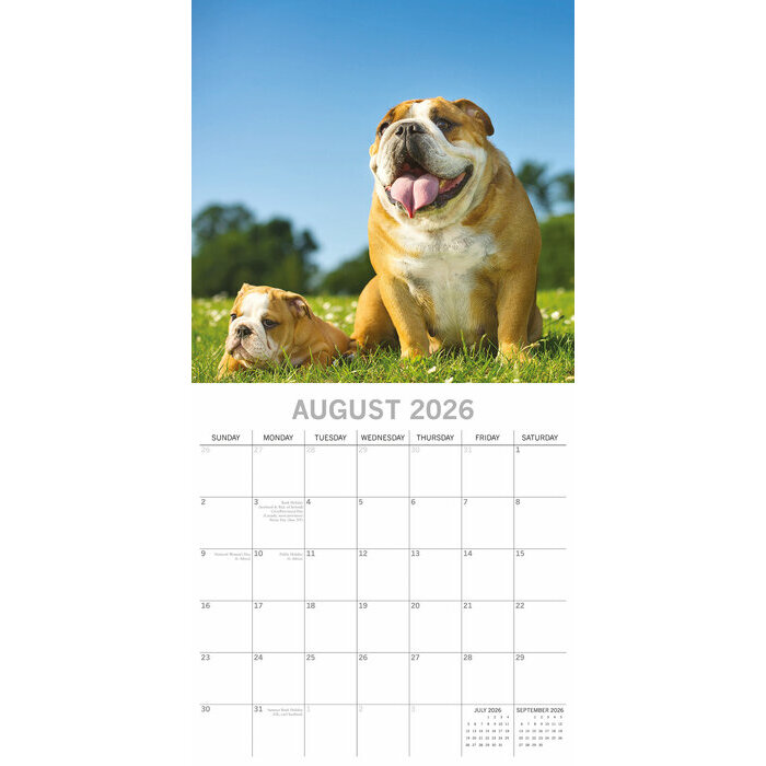 Calendrier papier 2026 Chien Bulldog Anglais
