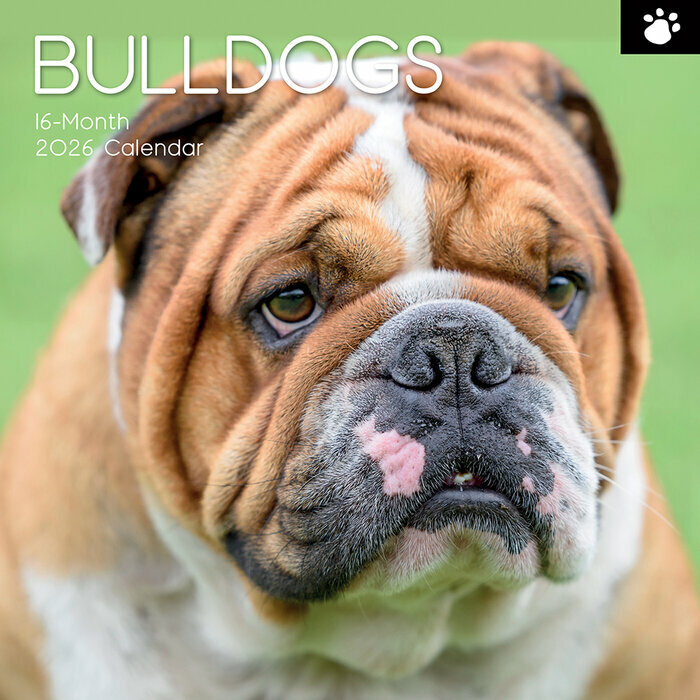 Calendrier Mural 2026 Chien Bulldog Anglais