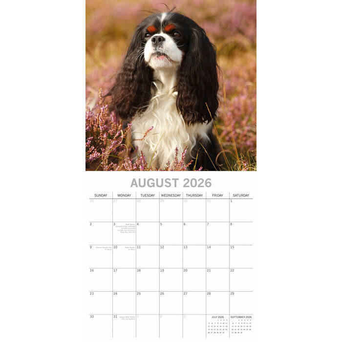 Calendrier papier 2026 Chien Cavalier King Charles